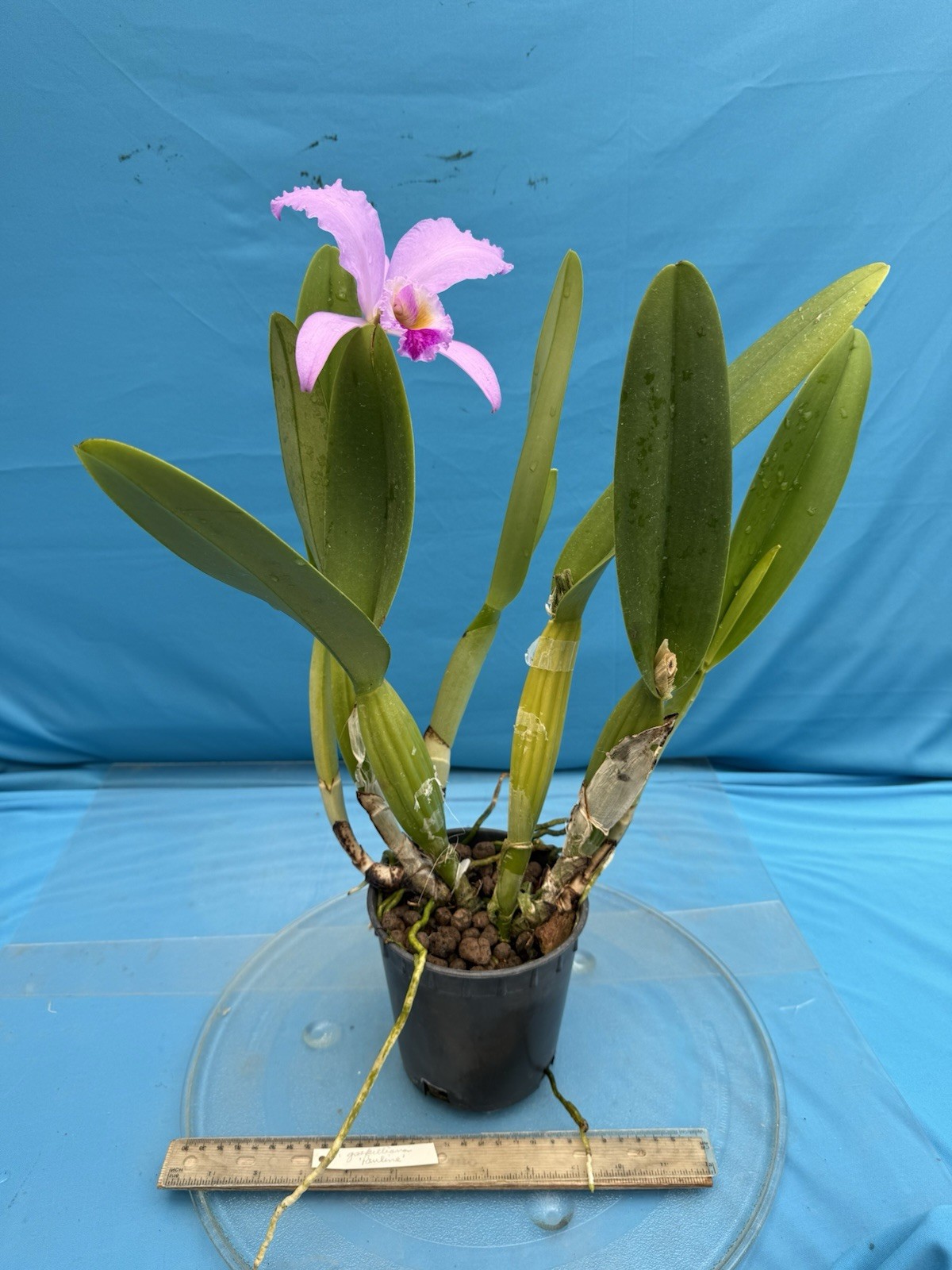 Cattleya gaskelliana ‘Pauline’ Species Orchid Eros 6” Pot Bloom + Two Sheaths