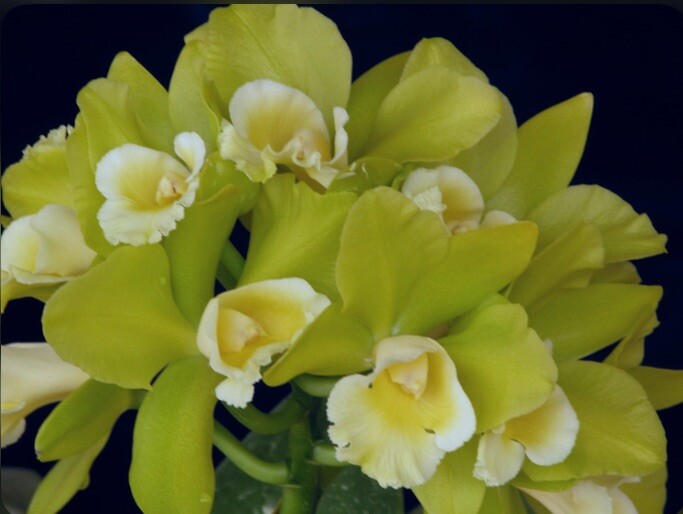 Rlc Hawaiian Passion ‘Carmela’ Green White Fragrant Mericlone Orchid 4” RePot