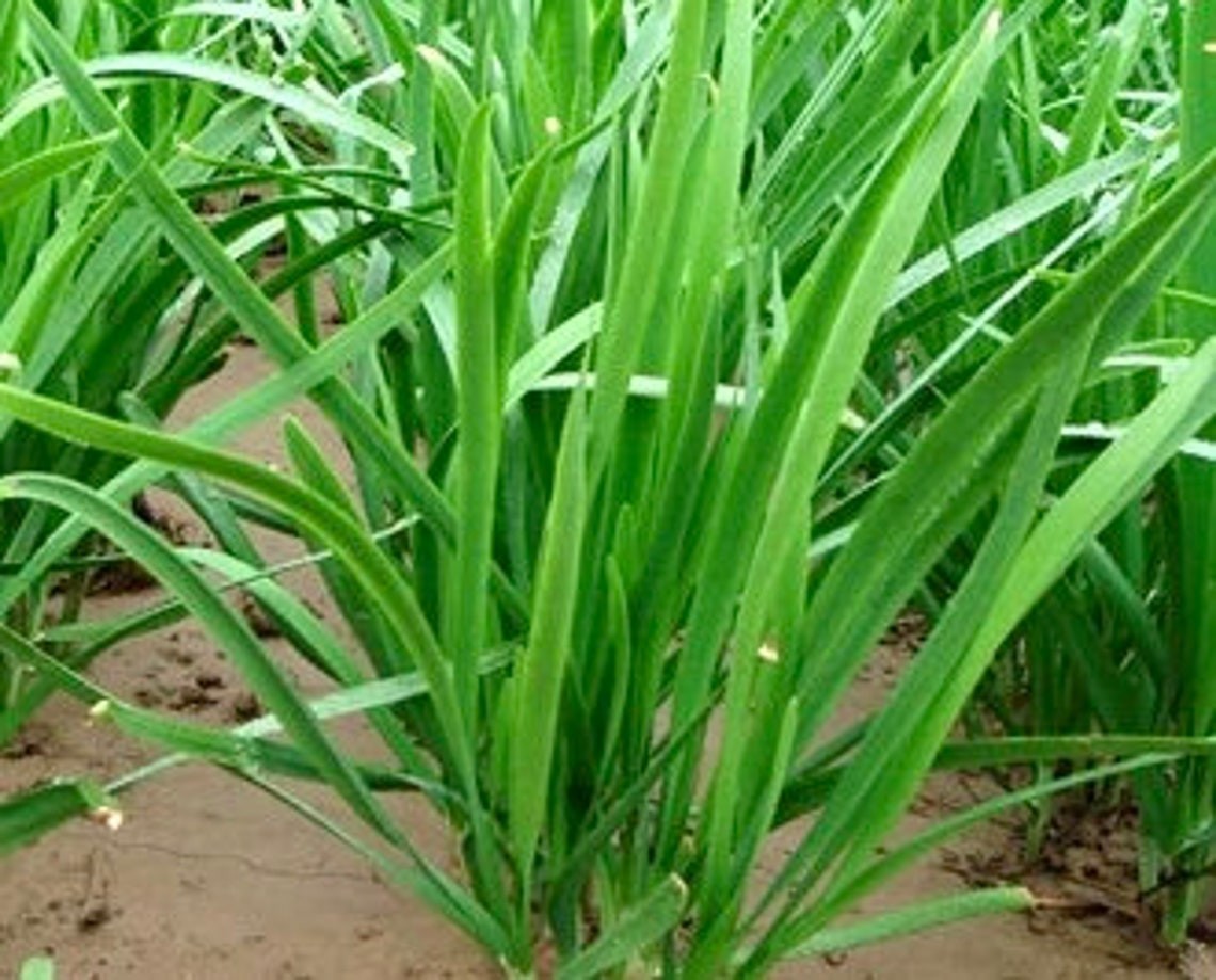 Purple Garlic Chives Plants Bare Root the Strongest Fragrant vs White Herb 紫根韭菜