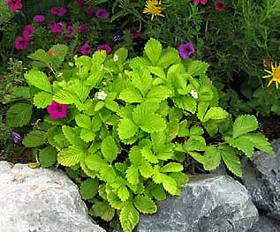 Fragaria (Strawberry) vesca Golden Alexandria 1,000 seeds