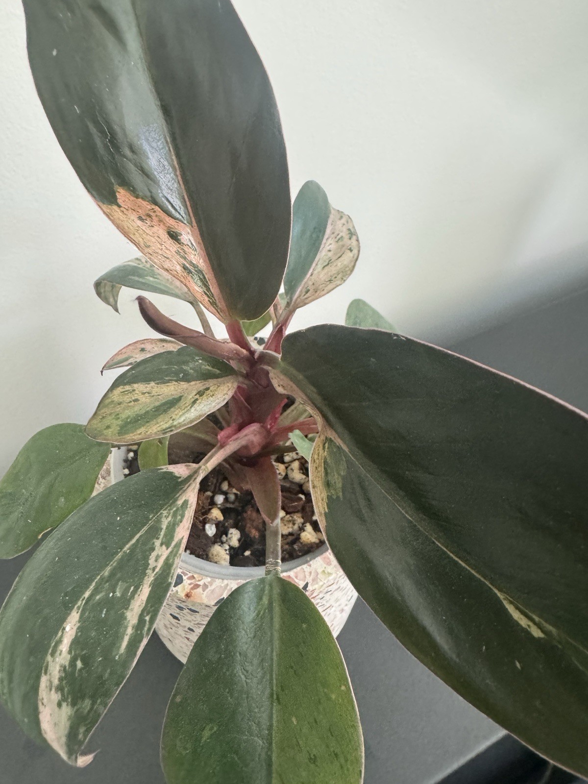 Philodendron Congo Mint Variegated 4″ Pots