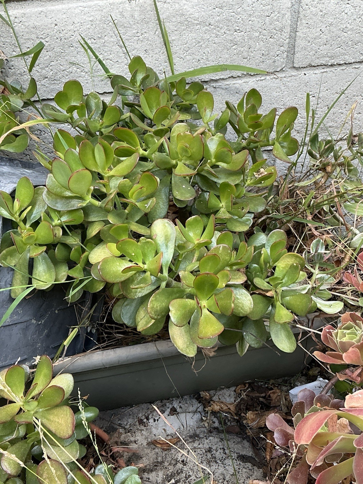 healthy jade plant with roots, Around 19” To 20” tall, rooted