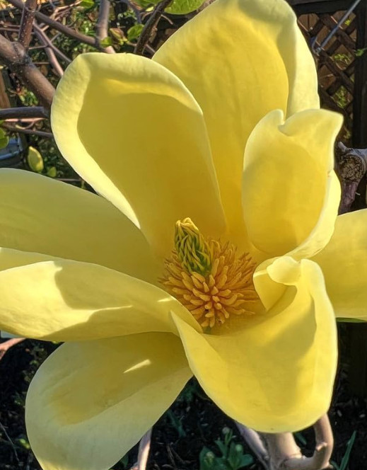 Yellow Bird Magnolia Plant – 6-12″ Tall – 2.5″ pot – Deciduous Tree Yellow Bloom