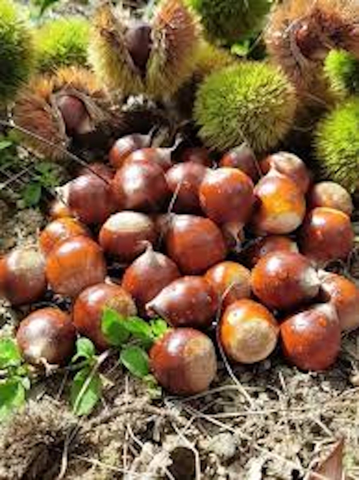 1 Dunstan Chestnut Tree 12-24″ Tall Hybrid Tree Bare Root