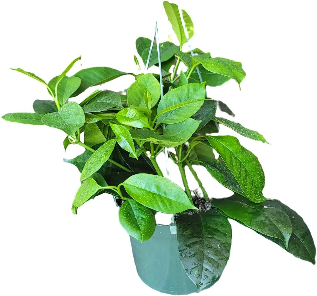 Hoya Shooting Star – Hoya Multiflora – Hoya Plants Live Houseplants – Stunning S