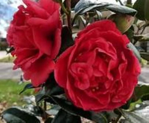 **KRAMER’S SUPREME**Camellia Japonica–Live STARTER Plant–DEEP CRIMSON RED!!!