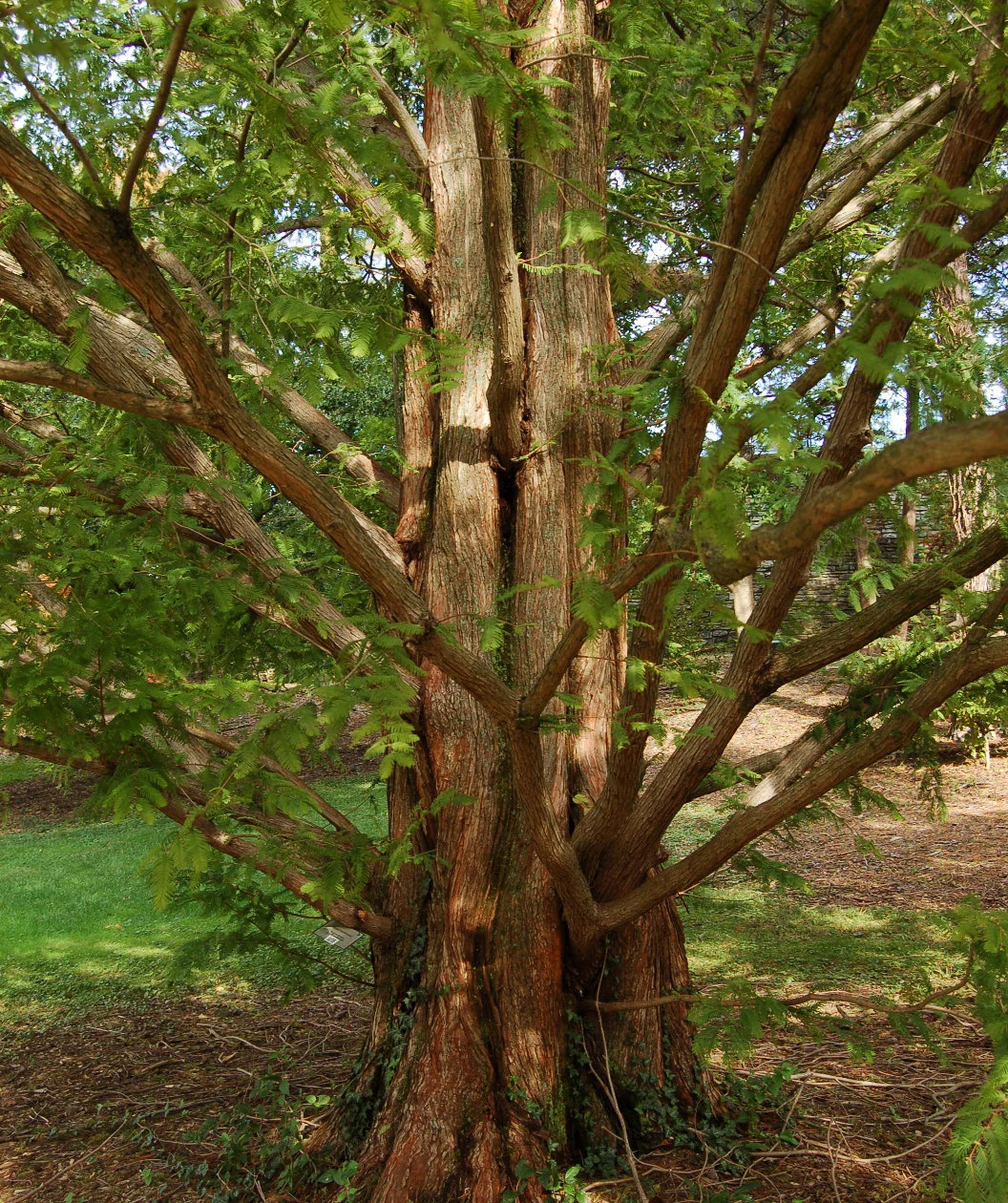 1 Dawn Redwood Tree 12-24″ Tall Metasequoia glyptostroboides Bare Root