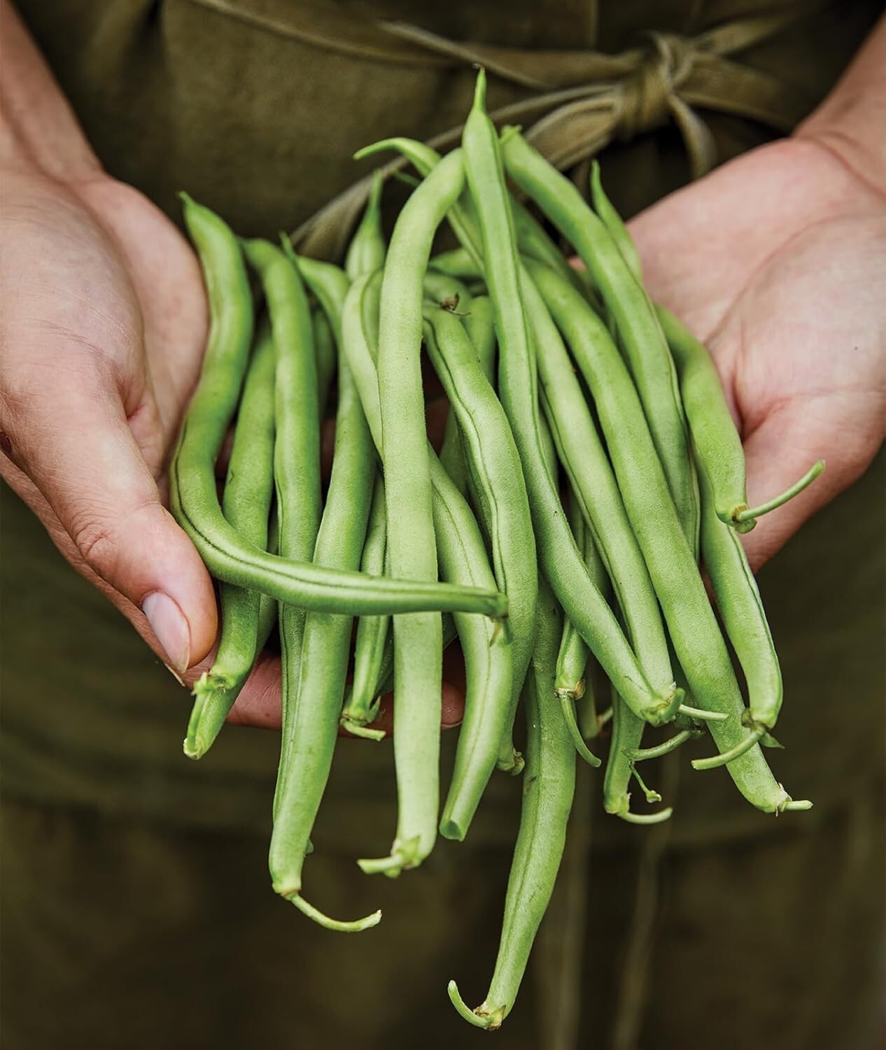 Blue Lake 274 Organic Heirloom Bush Bean Seeds – 8 Oz for Delicious Yields