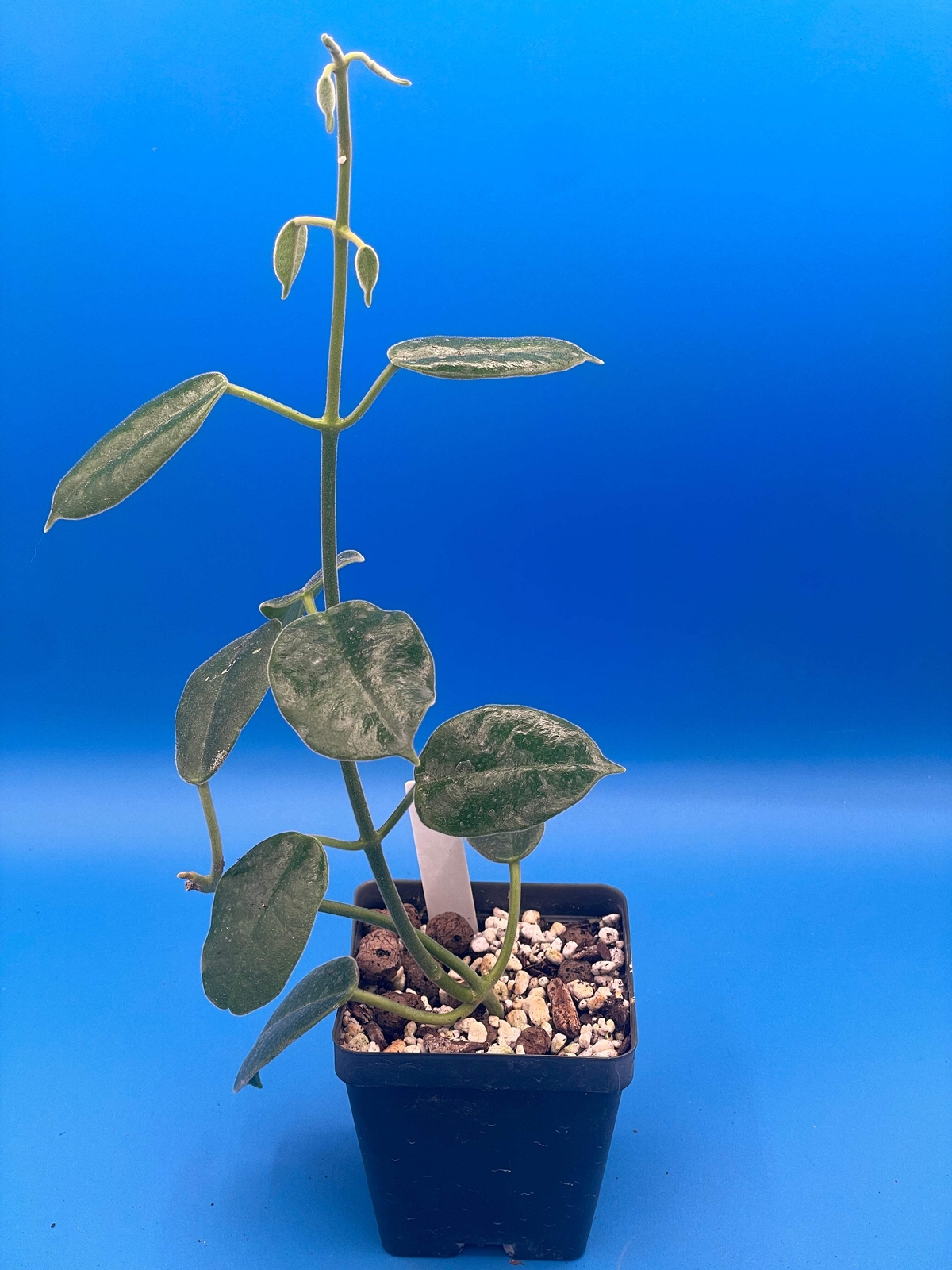 Hoya Ariadna Fully Rooted Grown In 3.5″ pot – Eriostemma Ariadna