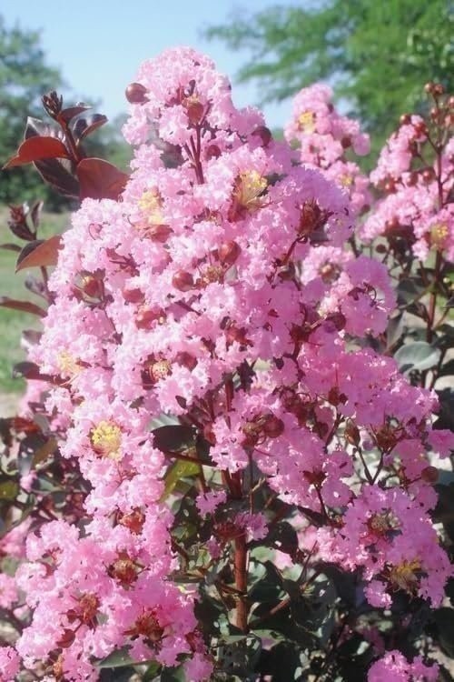 Crape Myrtle Rhapsody in Pink | 3 Gallon | Lagerstroemia indica | Summer Blooms