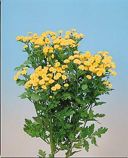 Tansy Fern Leaf Tanacetum vulgare 5,000 seeds