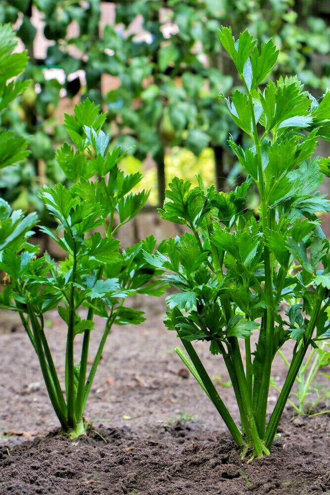 1000+TALL UTAH CELERY Seeds Organic Heirloom Vegetable Summer Garden Container