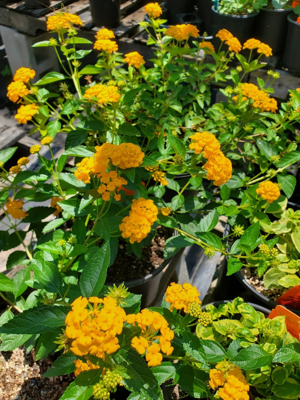 New Gold Lantana BUY 2 GET 1 FREE