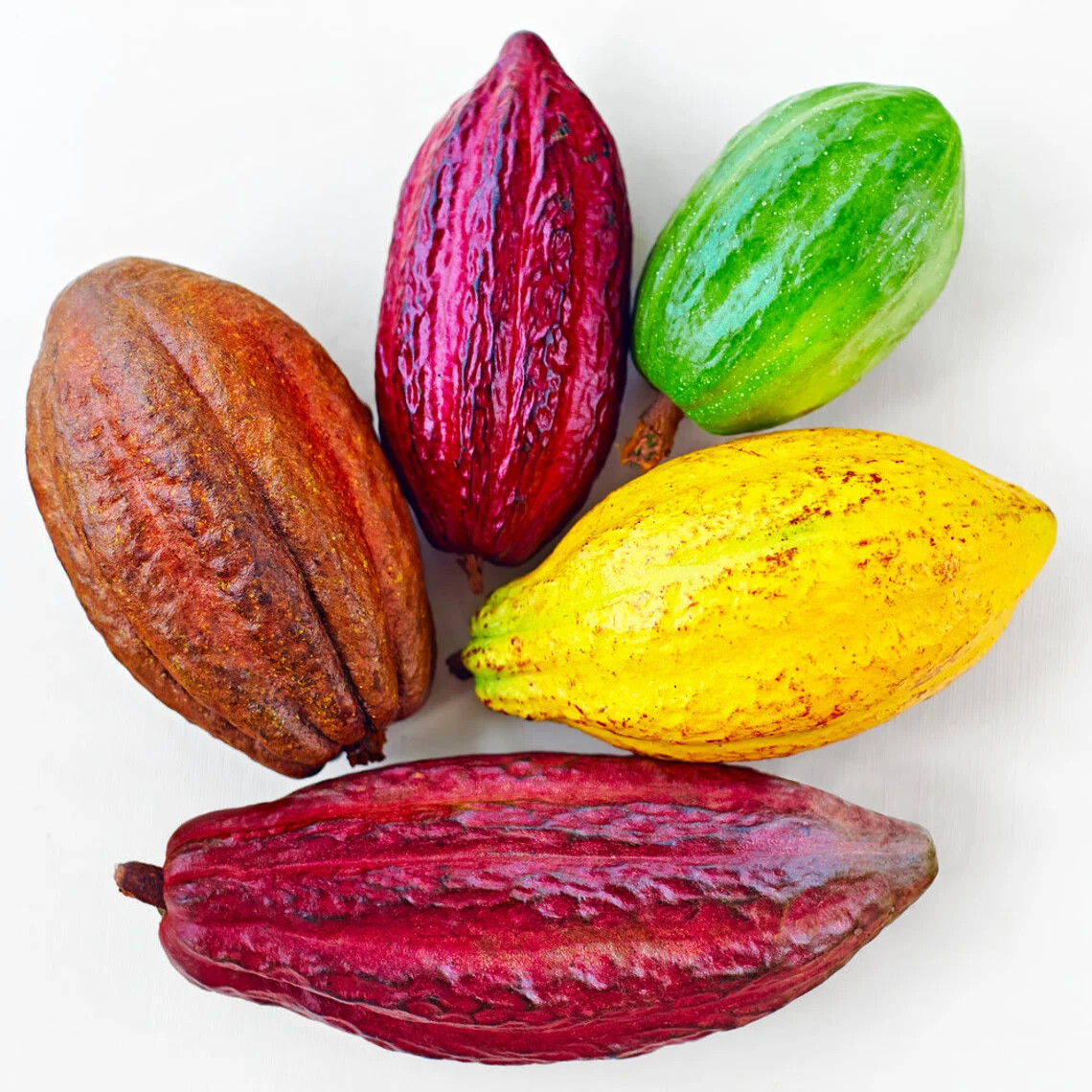 Cacao Tree Seeds for Planting Wet Cocoa Seeds Rare, Exotic Cacao Tree Seeds