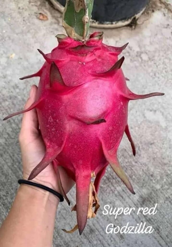 23 Dragon Fruit cuttings 8-12 inches long check The Description ￼ ￼