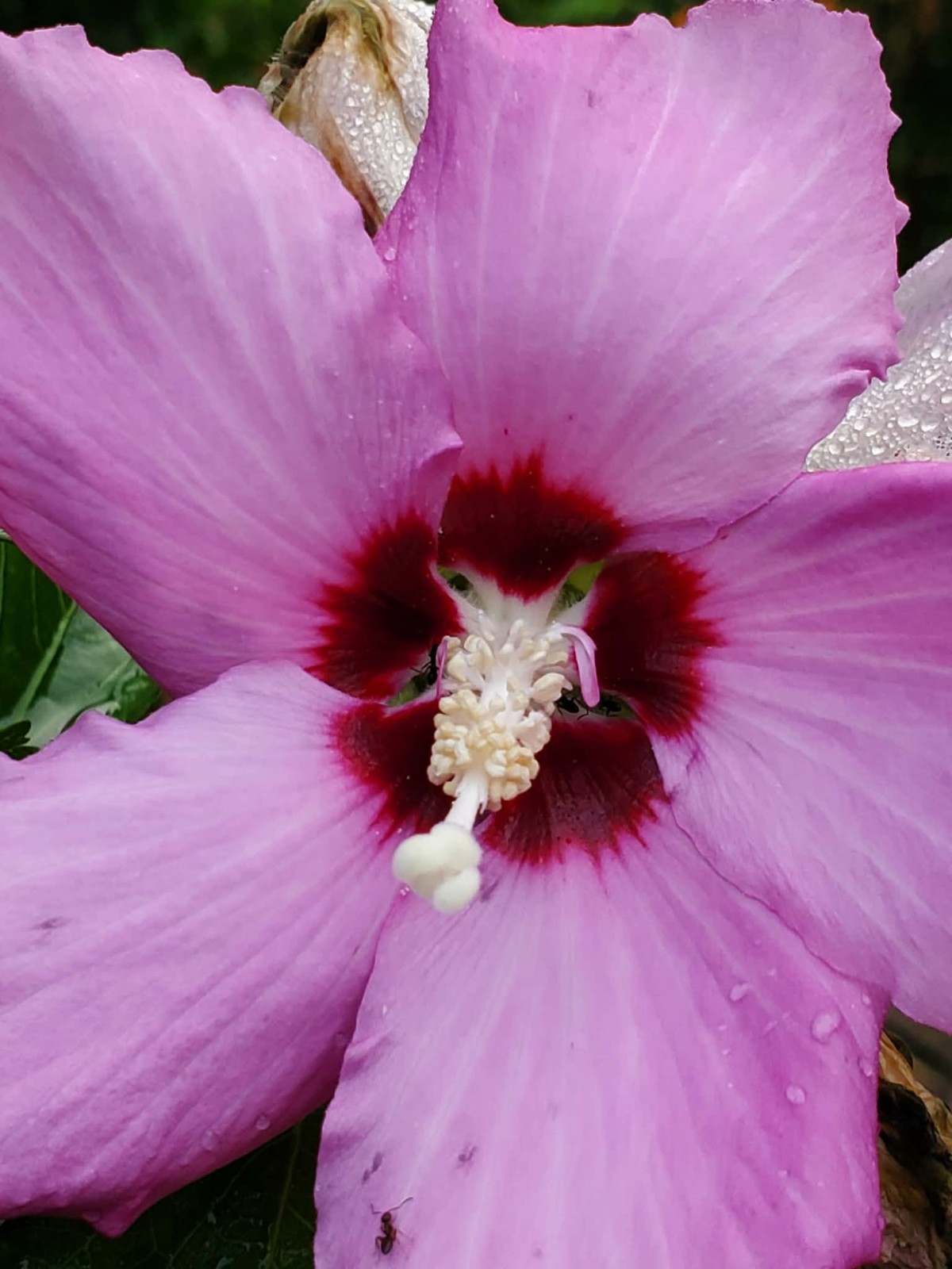Rose of Sharon , Hibiscus Seeds, 3 Colors Or Mix.