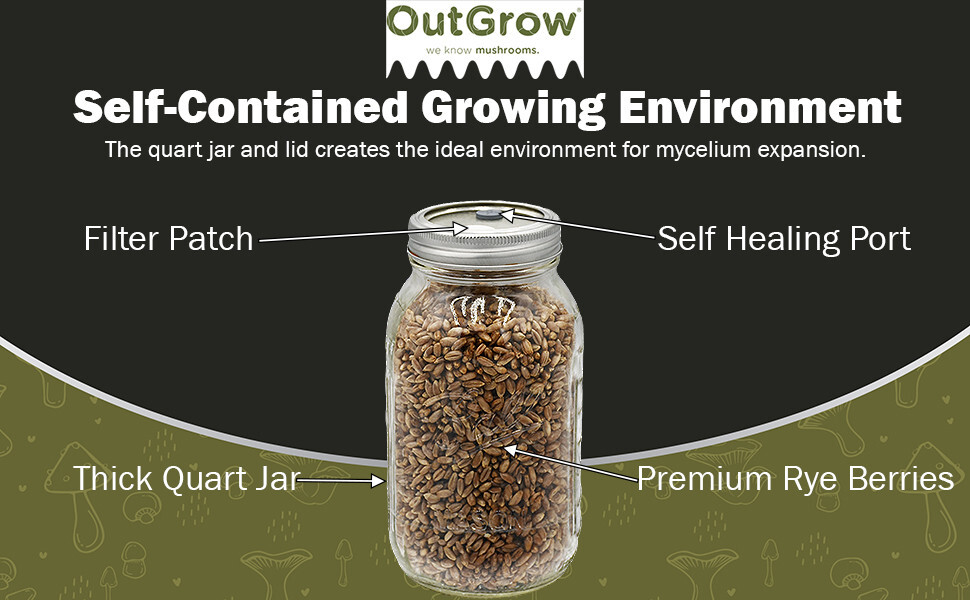 Sterilized Rye Grains for Mushroom Cultivation – Quart Jar with Injection Port