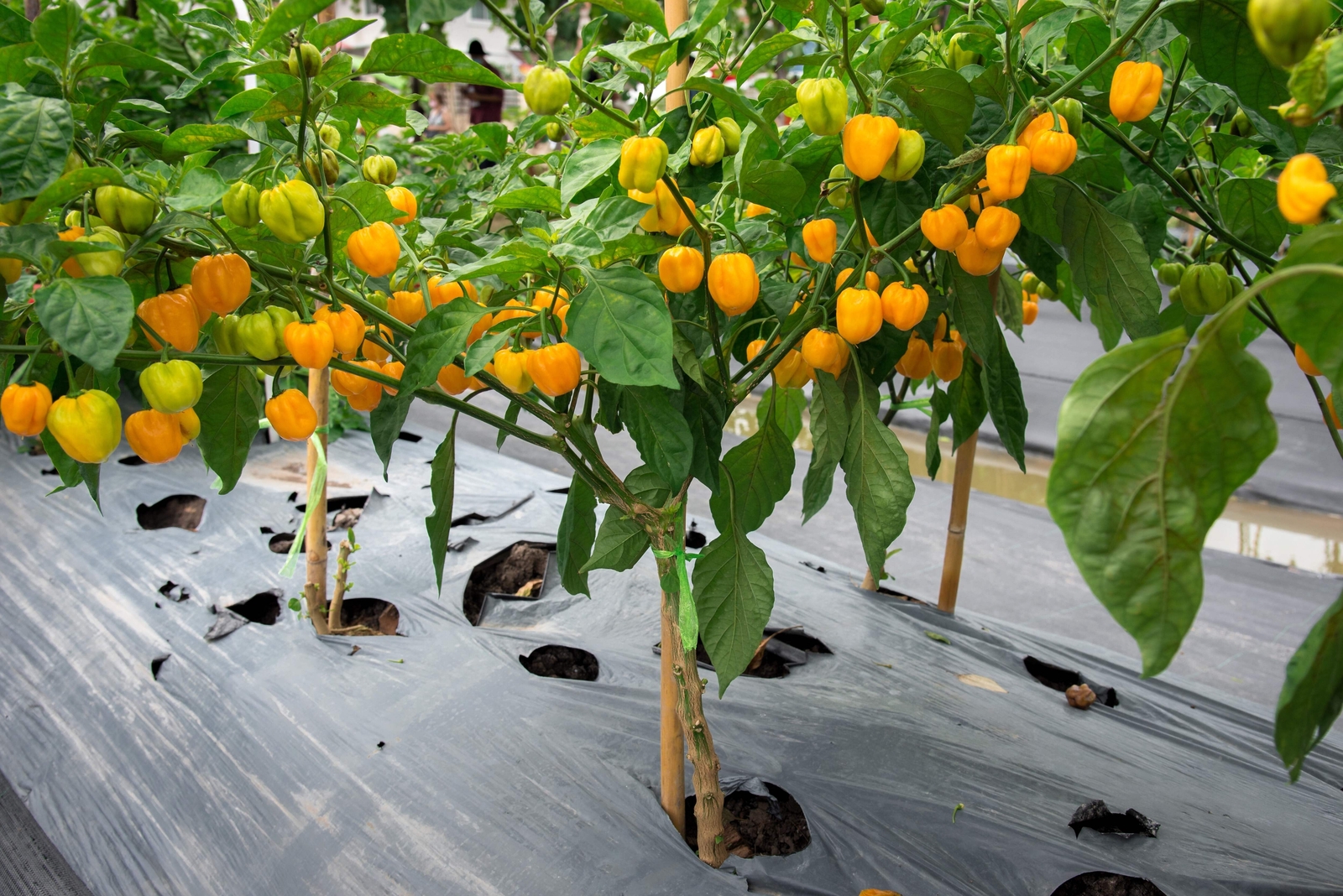 10 Yellow CAROLINA REAPER PEPPER World’s Hottest Capsicum Chinense Chili Seeds