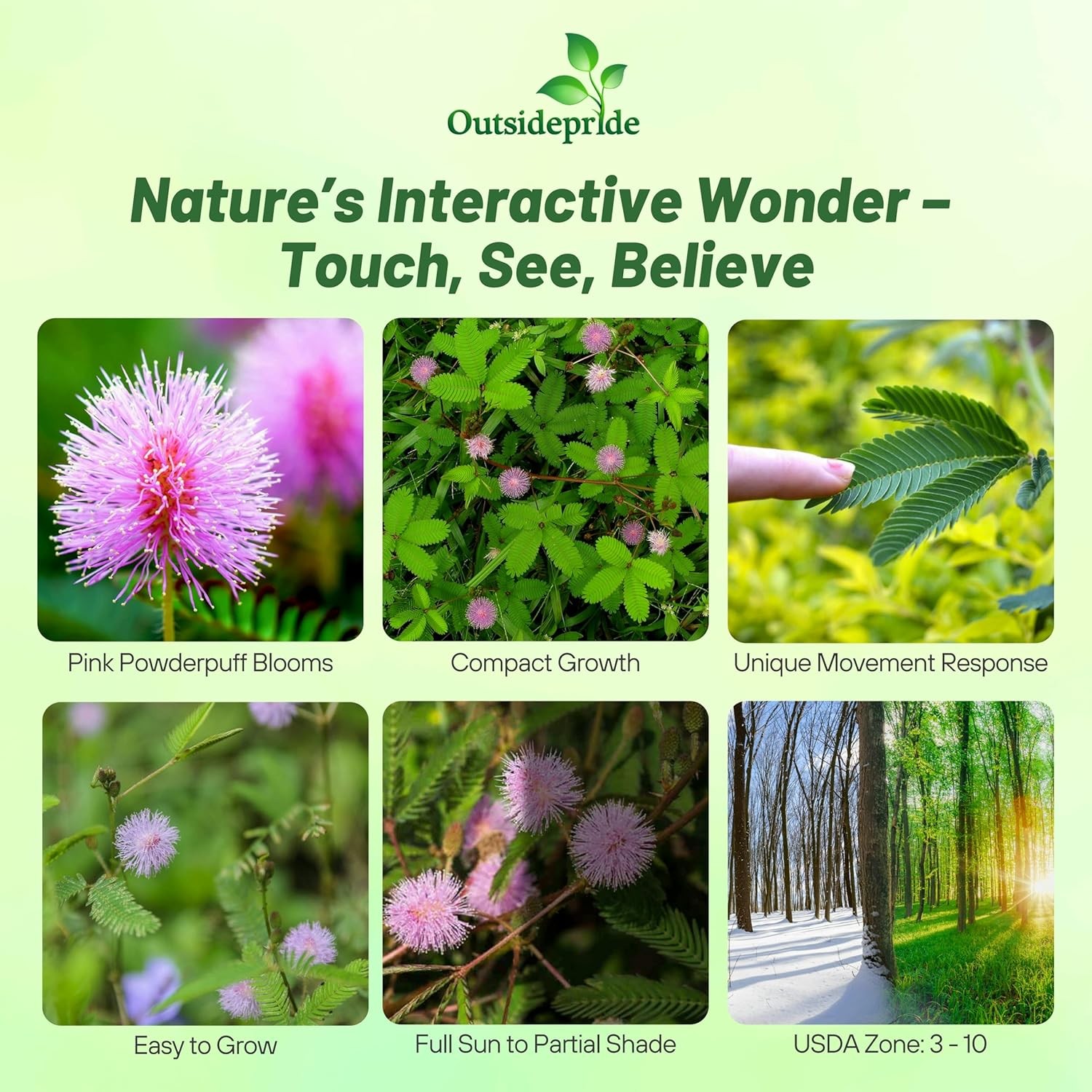 2000 Seeds Mimosa Pudica Seeds For Planting – Sensitive Plant Flower Seed