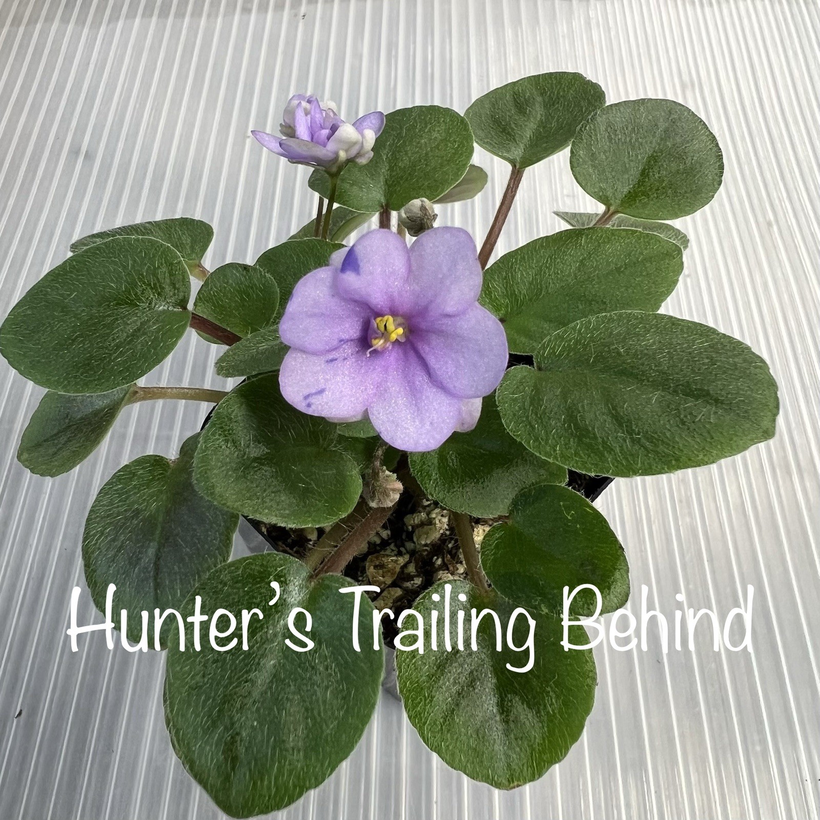 Buyers Choice Trailing Violet 3 Plant Collection. FREE SHIPPING!!!