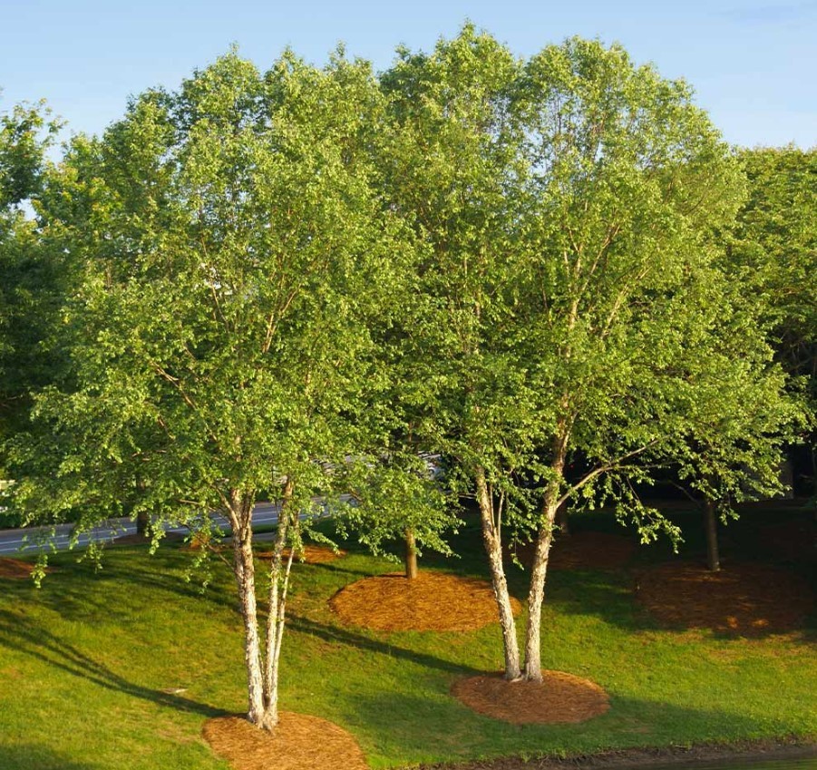 River Birch Live Tree – 12-18″ Tall – 1 Quart Pot – Deciduous Tree – Zones 4-9
