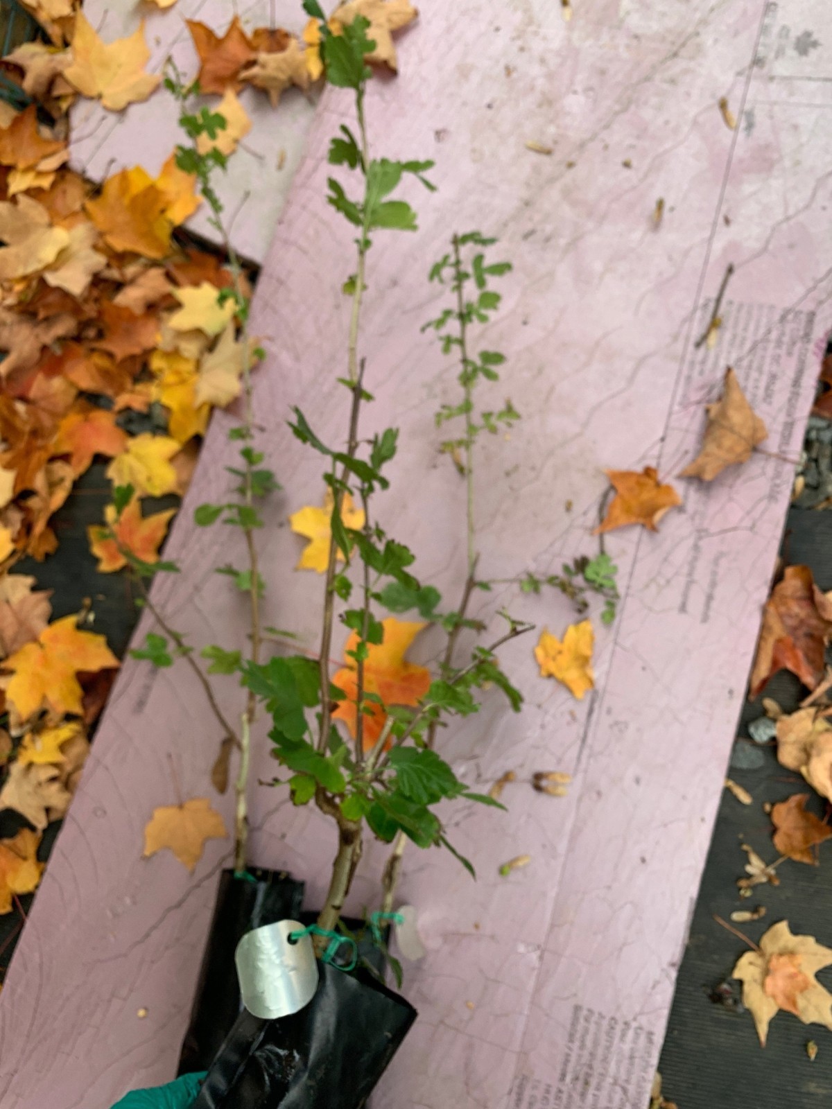24-36″ tall Golden Girl black hawthorn (Crataegus sp.) 2 year old grafted plant