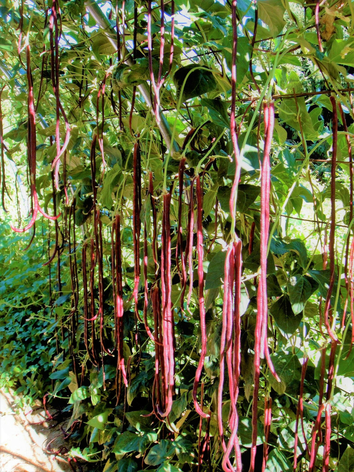 Red and Green Mix Yard Long Bean Seeds | 2 Colors Pole Asian Vegetable Seed 2024