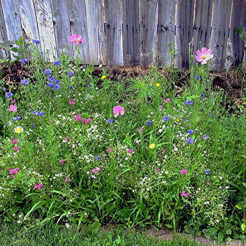 Landscaper’s Pack DROUGHT RESISTANT Wildflower Mix Pollinator Garden 3000 Seeds