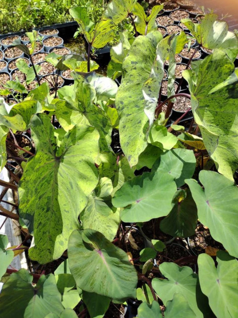 Mojito Colocasia Live Plant – 4-8″ Tall – Variegated Elephant Ear – Tropical