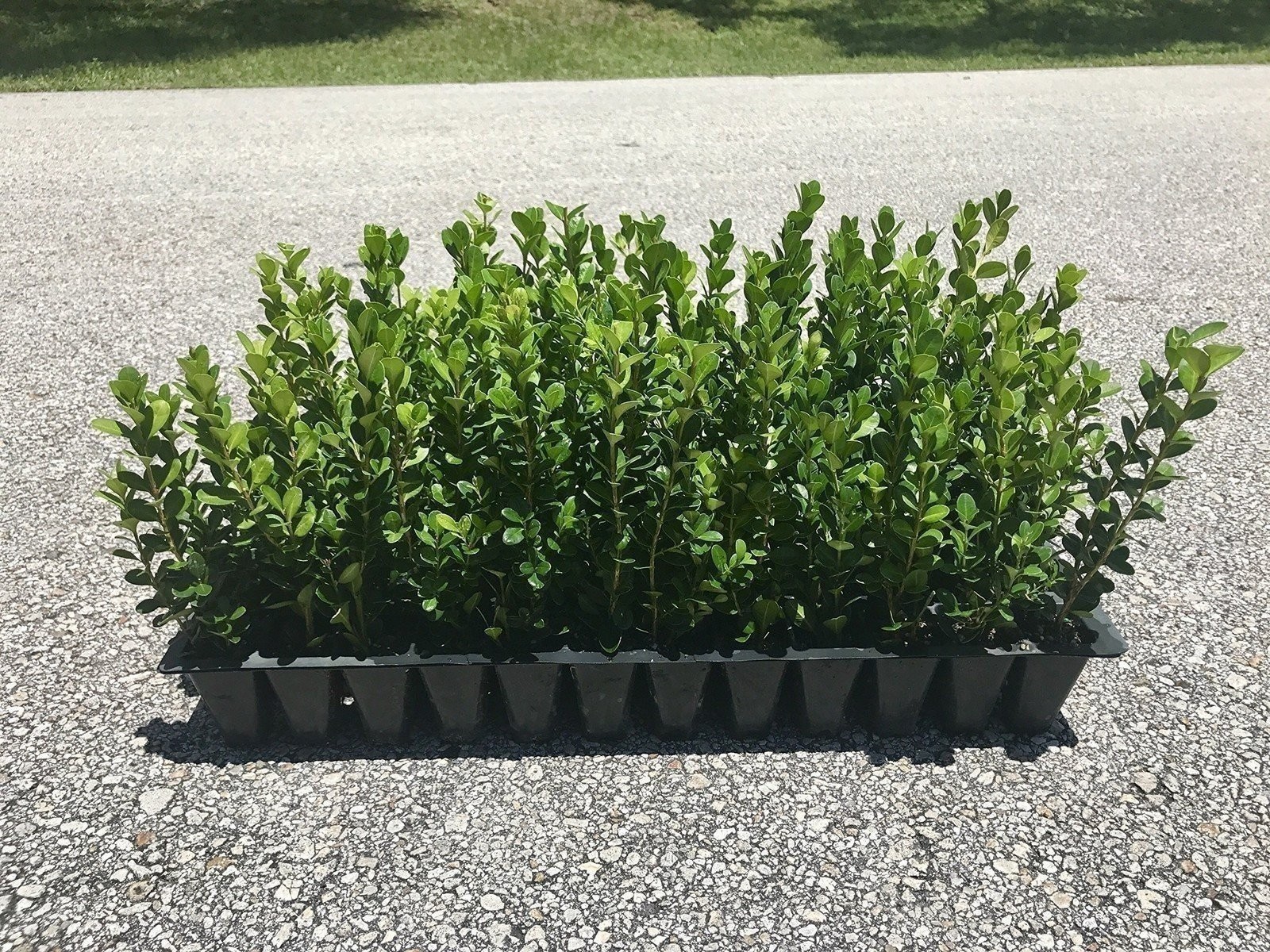 Boxwood Wintergem | 15 Live 2 Inch Plants | Buxus sinica | Evergreen Hedge Plant
