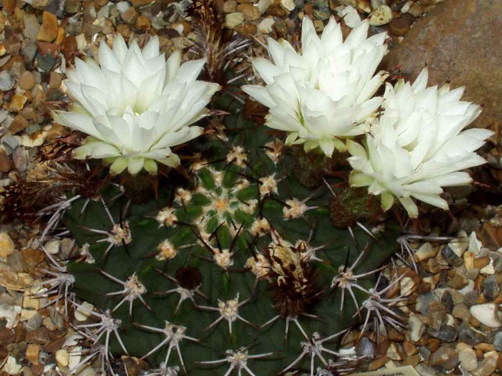 Acanthocalycium klimpelianum 5 Seeds Free Shipping!