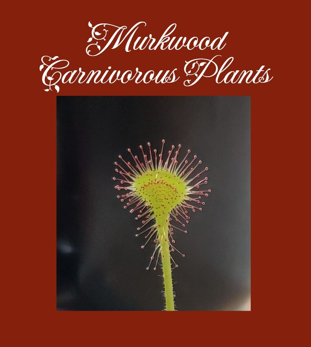 Drosera Rotundifolia Adult Potted Sundew Carnivorous Plant WA Location Data!