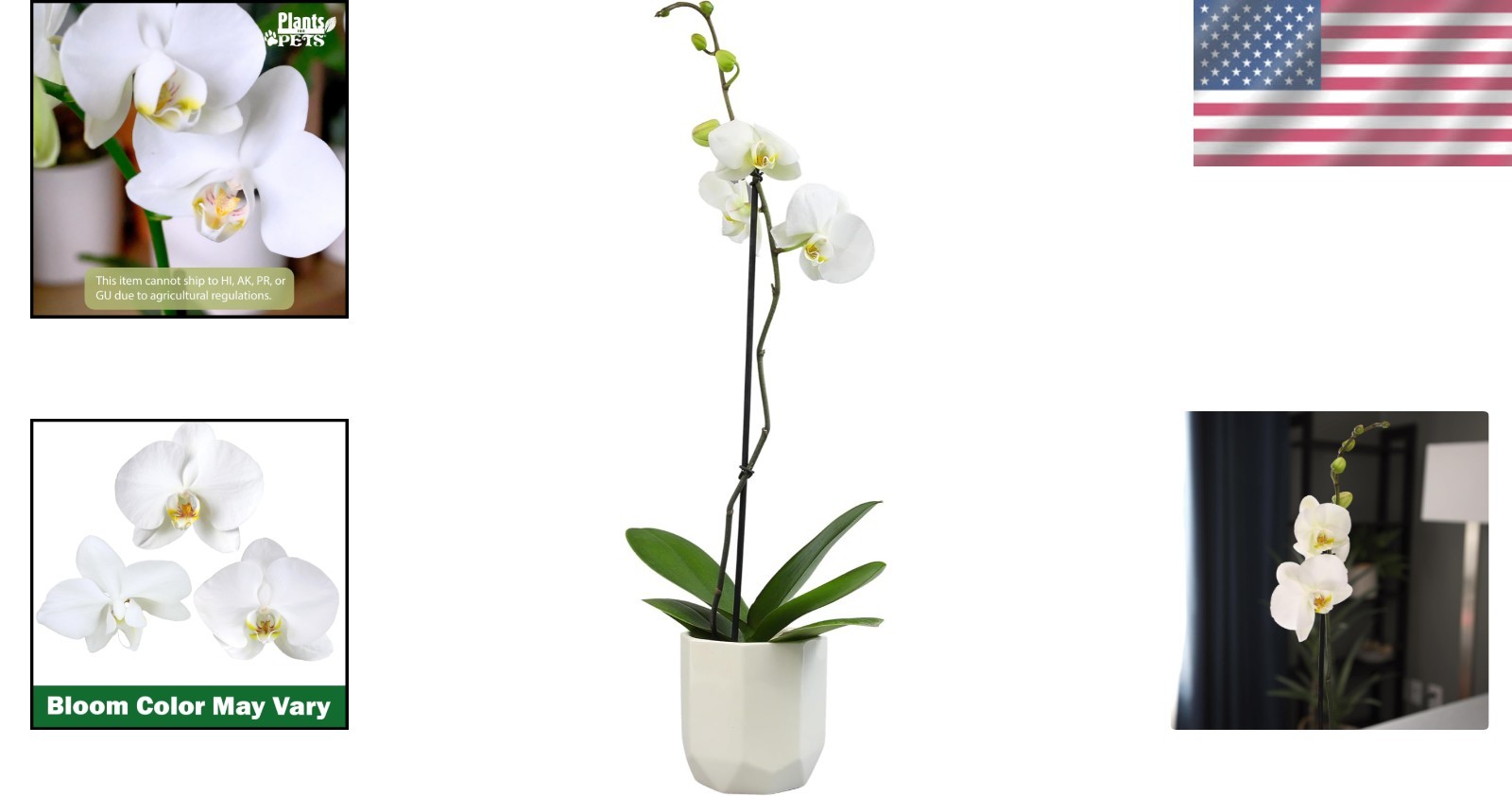 Live 20-24″ Phalaenopsis Orchid in Decorative White Pot – Perfect Gift