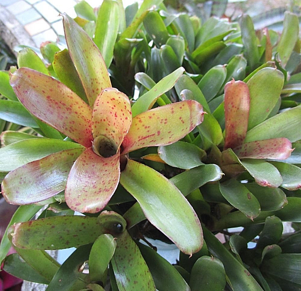 BROMELIAD Terrarium Vivarium Wholesale ULTIMATE Neoregelia 10 Pack 10 Varieties