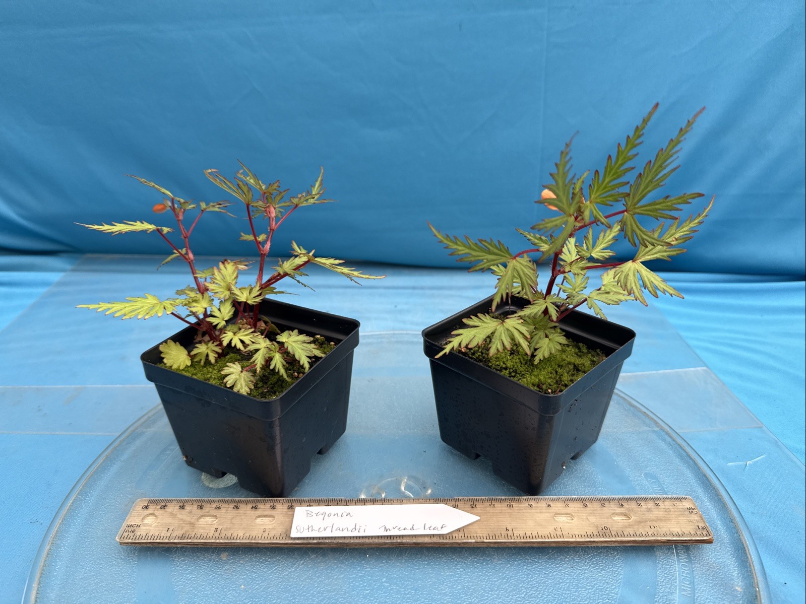Begonia sutherlandii Fern-like Leaves 4” Pot Shade Easy Care Windowsill