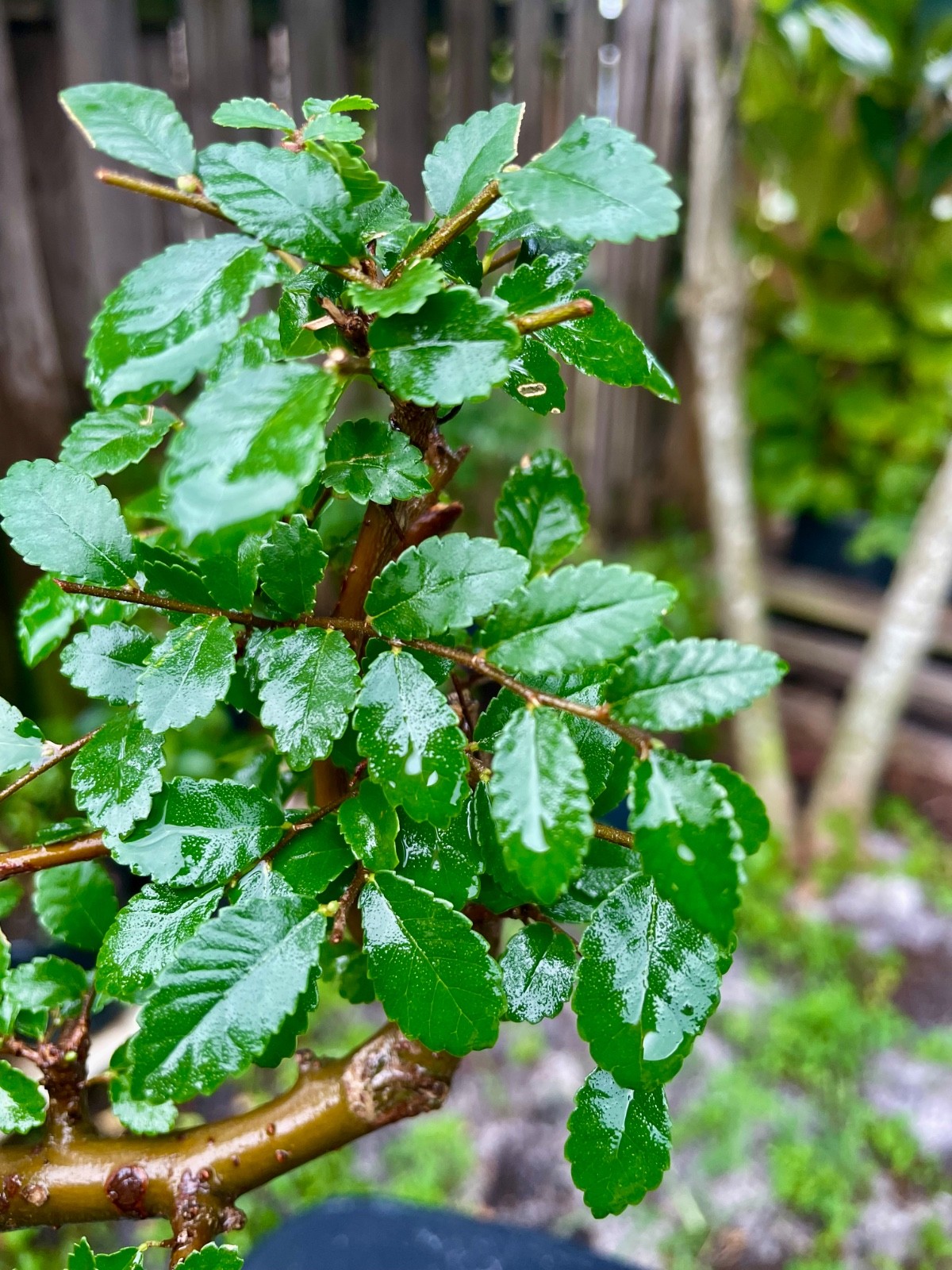 CHINESE ELM Pre-Bonsai /Bonsai S Tree Cold Hardy / Tiny leaves 5 years old