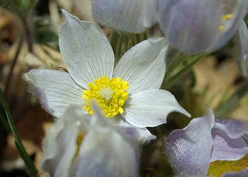 Pulsatilla patens var. wolfgangiana | May Day Flower | Pasque Flower | 50 Seeds