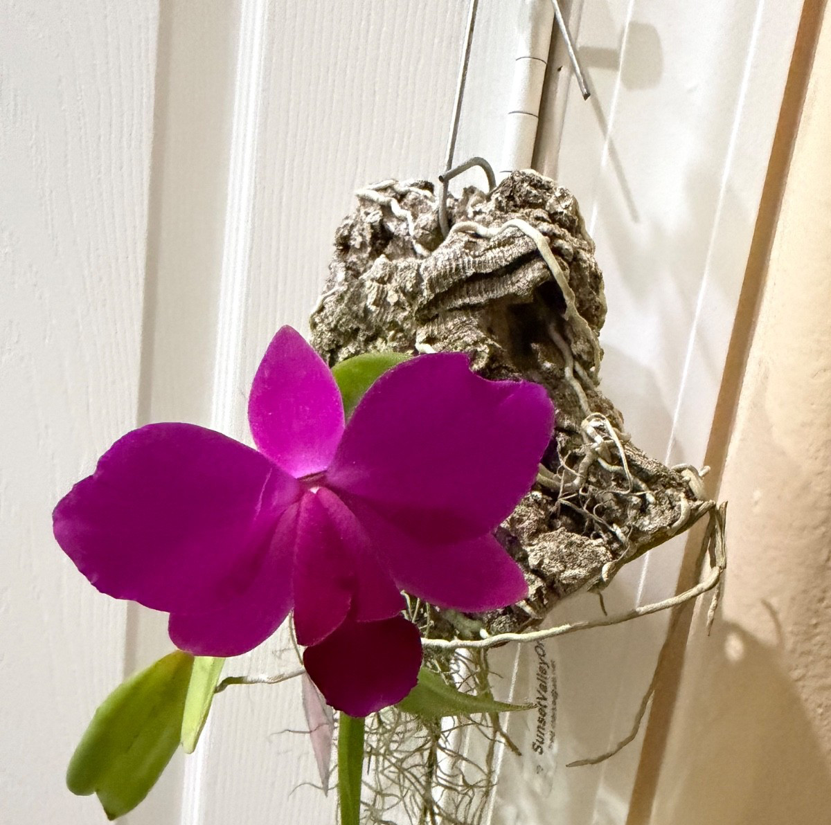 BLOOMING NOW C. violacea FCC/AOS x Sl. Orpetii AM/AOS Cattleya Orchid