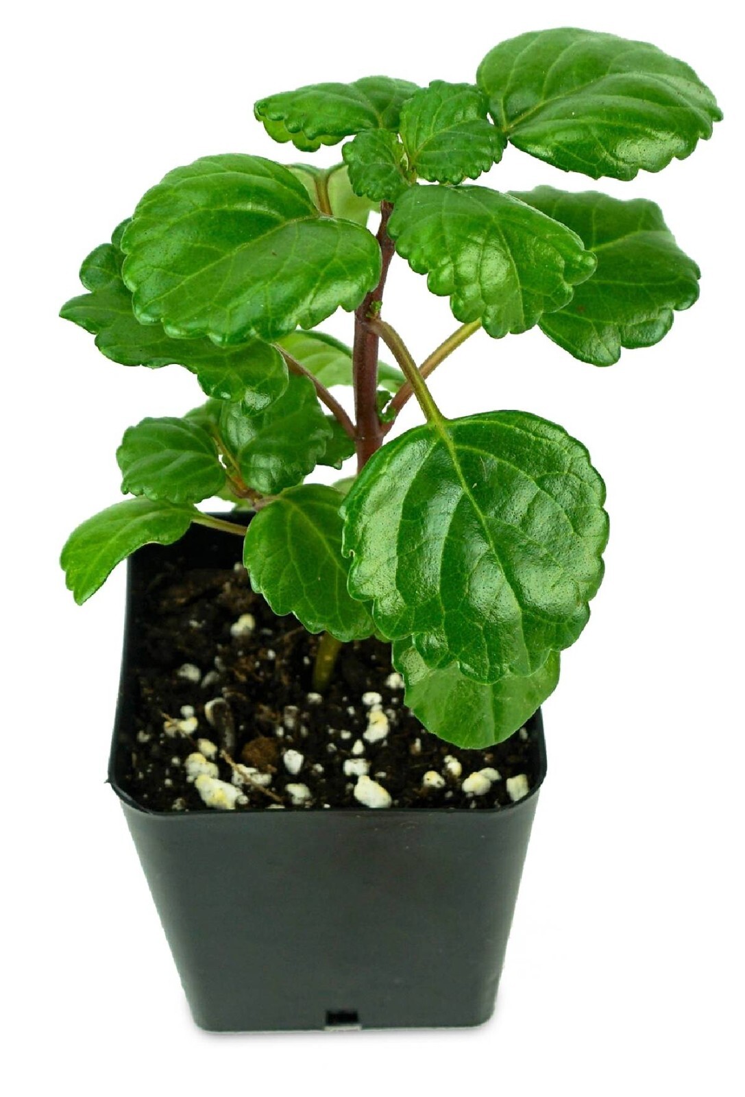 Green Swedish Ivy Live Plants -Size 3-8 Inches – Green Swedish Ivy Houseplant