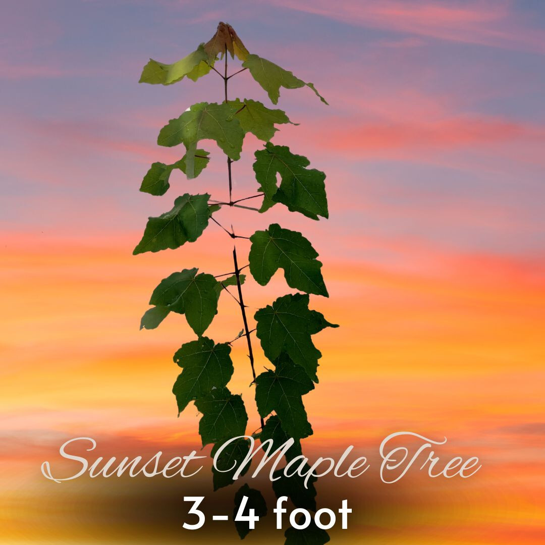 Beautiful Sunset Maple Trees 3-4 ft Tall (Acer Rubrum) – Free Shipping