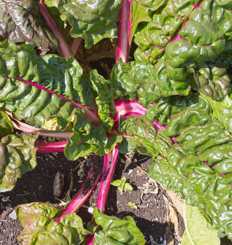 FLAMIGO SWISS CHARD 50+ SEEDS Beta vulgaris var cicla