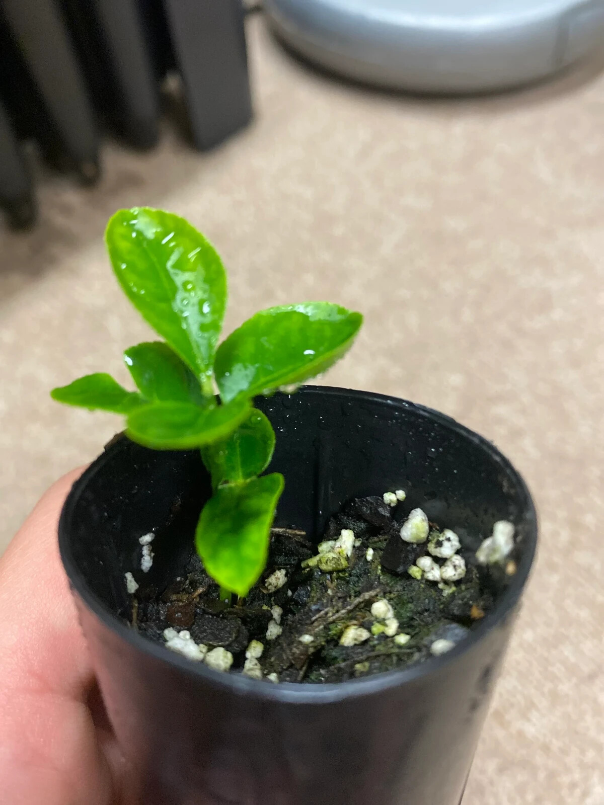 Mexican Key Lime Tree 3-4″ – Live Plant – Sapling