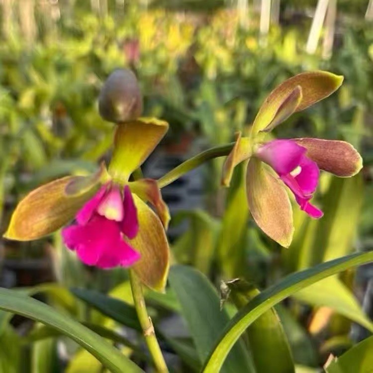Robertsara Green Wonder Orchid Blooming Size Exact Plant Rare Cattleya Hybrid