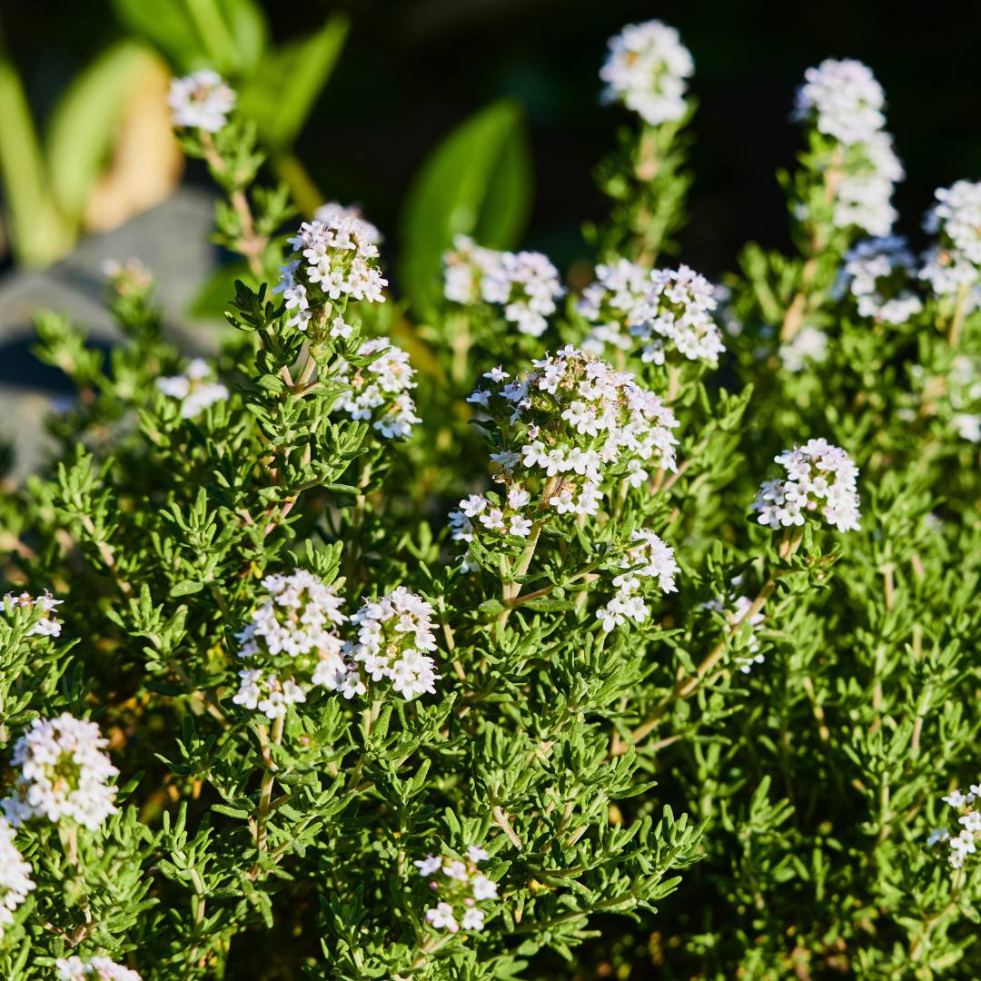 Fresh Premium Thyme Seeds | Herb | Culinary | Heirloom Non-GMO | Herb Seeds