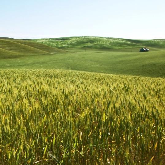 Seed Ranch Barley Seeds (Certified) NON- GMO