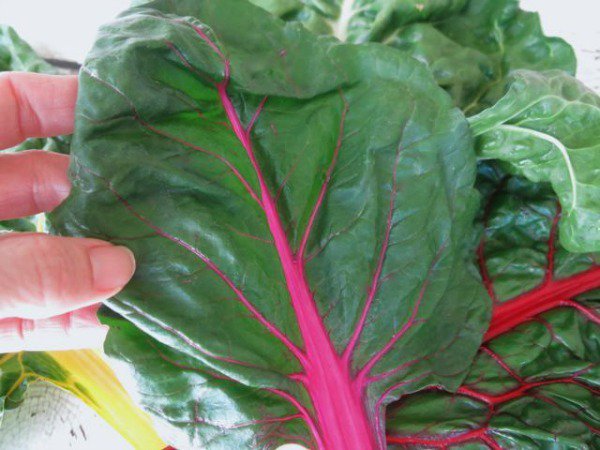RUBY RED SWISS CHARD SEEDS * SALADS * STEAMED * HEAVY YIELDING * 50 COUNT PKT.