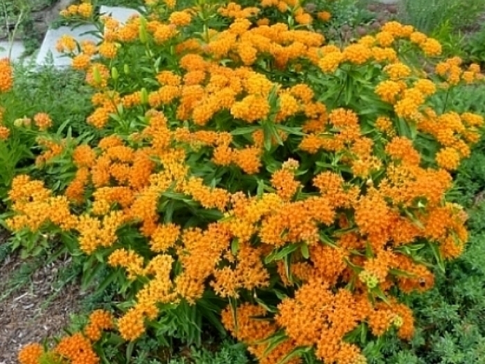 Butterfly weed 200 seeds Asclepias tuberosa native orange milkweed Monarchs