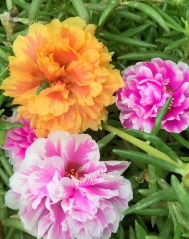 Rare Moss Rose Rooted Cuttings – Multi-Color Heat-Loving Succulent Plants