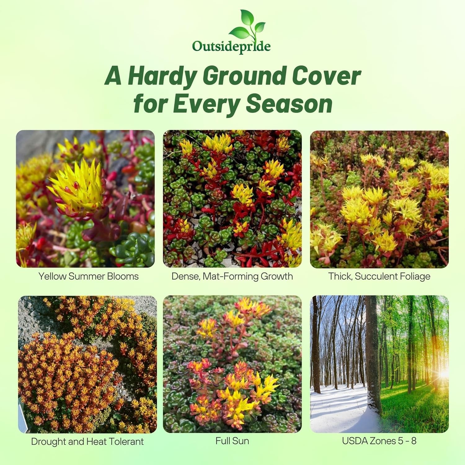 1000 Seeds Sedum Oreganum Stonecrop Seeds For Planting – Stonecrop Ground