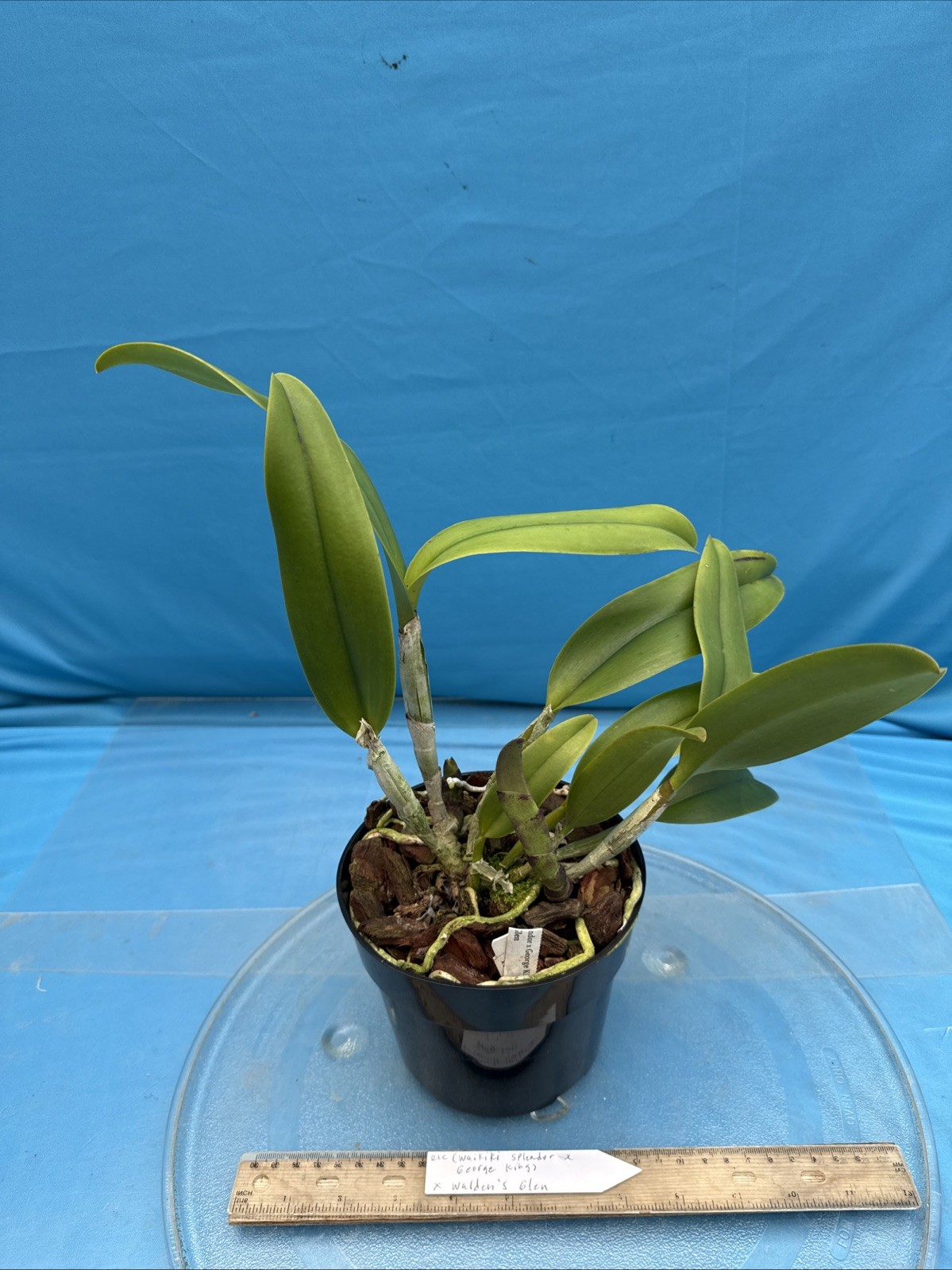 Rlc (Waikiki Splendor X George King) X Walden’s Glen Orchid Eros Hybrid 7” Pot